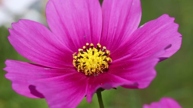 Close up pink mexican aster or cosmos bipinnatus flower field  blooming in nature garden with light wind outdoor background