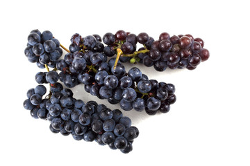 Black wine grape