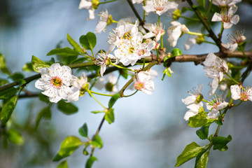 blooming of beautiful white flower in apple tree.