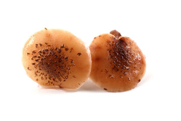 Two honey agaric mushrooms