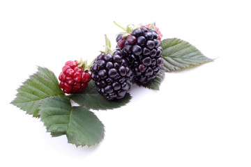 Blackberries on leaf