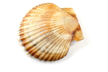 Scallop