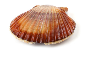 Scallop