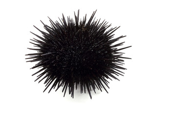 Obraz premium Black sea urchin