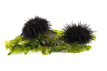Black sea urchins and alga