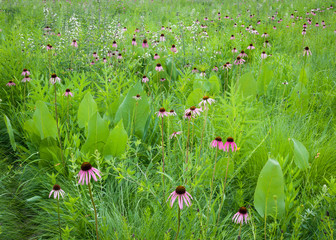 Pale purple coneflowers mingle with white wild indigo and prairie dock as the summer wildflower season gets underway on the Midwest prairies.