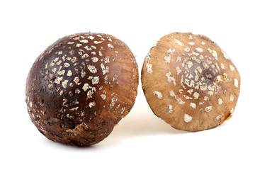 Brown amanita. Poison mushroom.