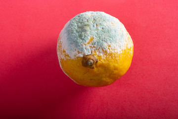 Lemon citrus fruit half damaged by green mold
