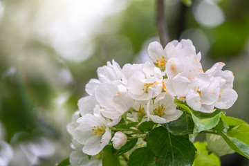 White blossoming apple trees in the sunset light