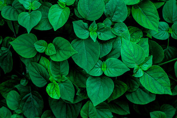 closeup nature view of green leaf texture, dark wallpaper concept, nature background, tropical leaf