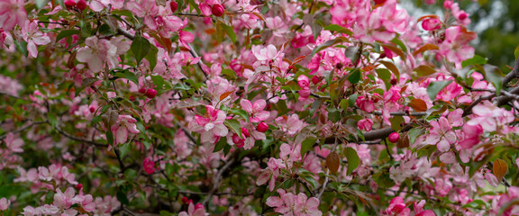spring apple tree with huge pink flowers wide background