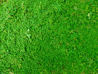 Green grass background, top view
