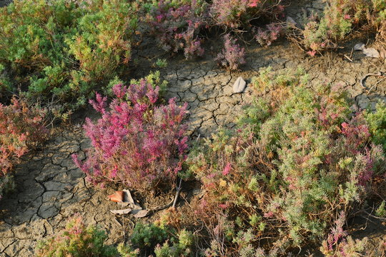 Purple with red and green leaves of Herbaceous seepweed or annual seablite  ( Suaeda maritima ) plant in salt marshes, Thailand