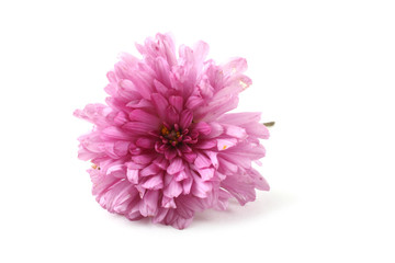 Pink chrysanthemum flower