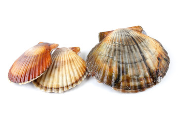 Three scallops