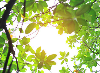 Tree leaf and branches in the garden against sky background.
