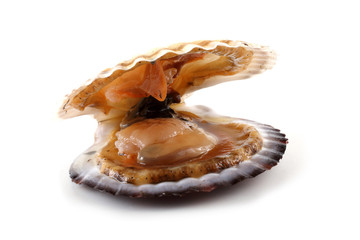 Opened scallop