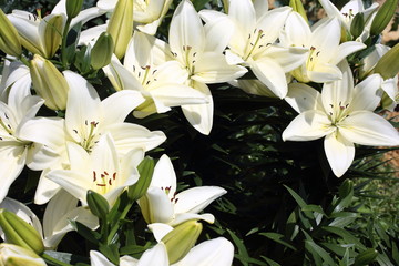 Fototapeta premium White lilies