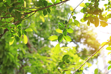 The sun shines through the trees in the forest.