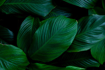 leaves of Spathiphyllum cannifolium, abstract green texture, nature background, tropical leaf