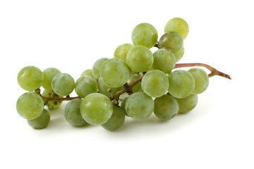White wine grape