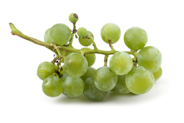White wine grape