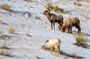 Bighorn Sheep in the National Elk Refuge near Jackson Hole Wyoming and Teton National Park