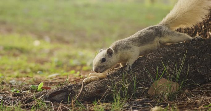 Close up slow motion squirrel eats a nut in the forest