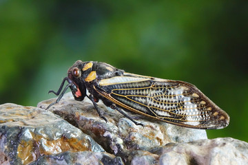 Cicada : Butterfly cicadas with broad multicolor wings. Blue butterfly-wings cicada (Distantalna splendida) is a cicada species from southeast Asia (Thailand, Myanmar and India) Symphony of forest.