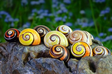 Snails : Cuban land snail (Polymita picta) or Painted snail, World's most colorful land snail from Cuba. Endangered and protected species. Selective focus. © Cheattha