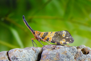 Dark-horned Lantern-fly (Pyrops spinolae), The unicorns of the insect world. Selective focus, blurred background