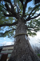 Fototapeta premium 京都の庭園の風景
