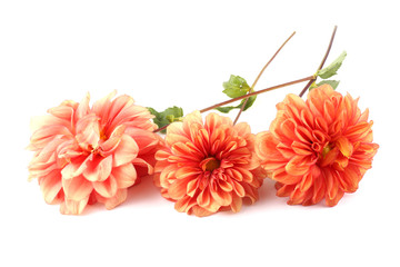 Three orange dahlias