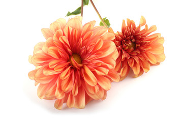 Orange dahlia flowers
