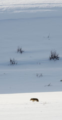 Coyotes struggling through deep snow by Gros Ventre road in Teton National Park
