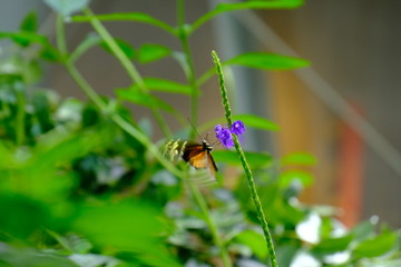 Yellow butterfly feeding on flower