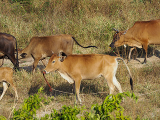 Cow in the field