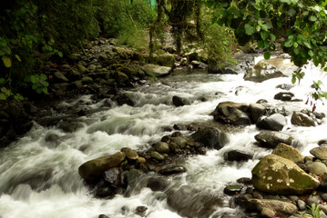 stream in forest