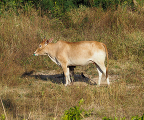 Cow in the field