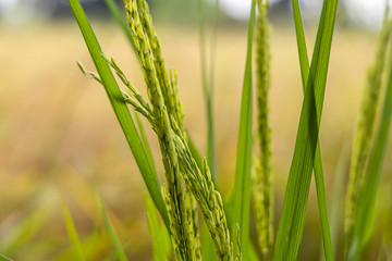 Close up rice field at east of thailand.Nature food.