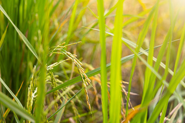 Close up rice field at east of thailand.Nature food.