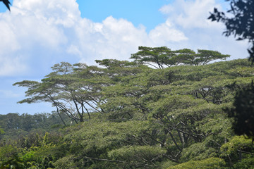 Hawaii Pacific Ocean