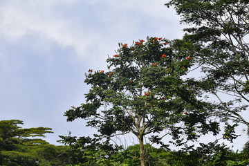 Hawaii Trees