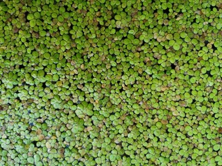 Green duckweed  on the water background