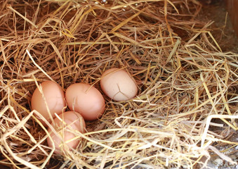 Eggs lie on the background of hay with copy space.