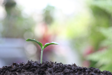 Young green plants growing in the morning 
