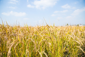 Rice harvest under blue sky and white clouds