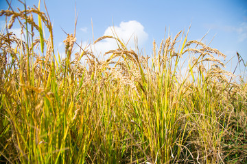 Rice harvest under blue sky and white clouds