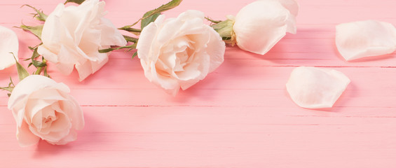 white roses on pink wooden background