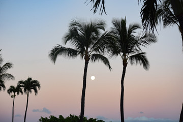 Fototapeta na wymiar Hawaii Palms